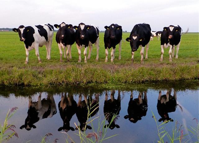 De Patrijs Villa Oudemirdum Buitenkant foto